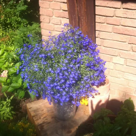 Urraum بيت ضيافة بولهايم